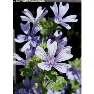 Malva sylvestris Primley Blue - Erdei mályva