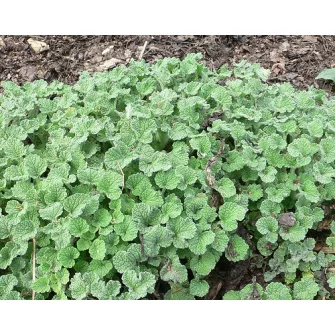 Pemetefű (Marrubium)
