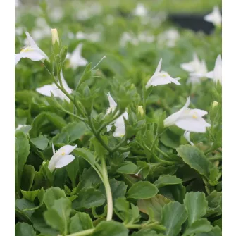 Szemölcsvirág (Mazus)