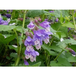 Meehania urticifolia - Japán fehércsalán