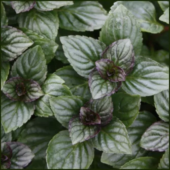 Menta (Mentha)