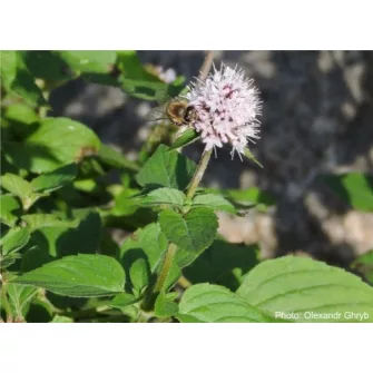 Menta (Mentha)