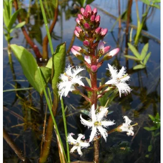 Vidrafű (Menyanthes)
