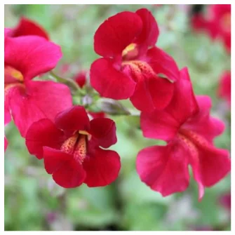 Bohócvirág (Mimulus)