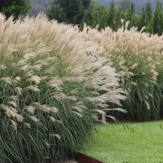 Japánfű (Miscanthus)