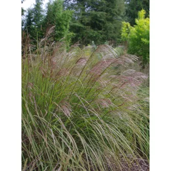 Japánfű (Miscanthus)