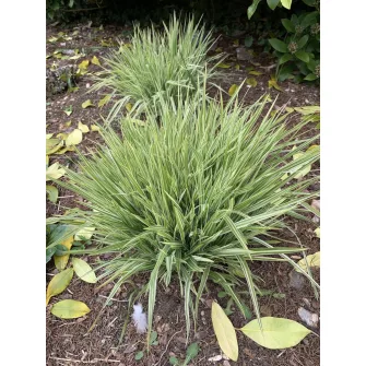 Kékperje (Molinia)