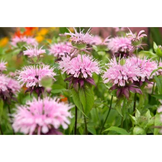 Méhbalzsam (Monarda)