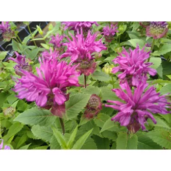 Méhbalzsam (Monarda)