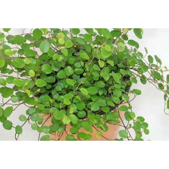 Percserje (Muehlenbeckia)
