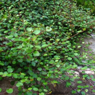Percserje (Muehlenbeckia)