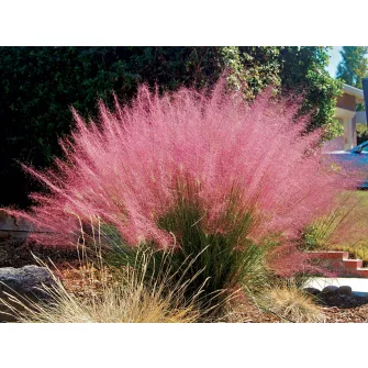 Vattacukorfű (Muhlenbergia)