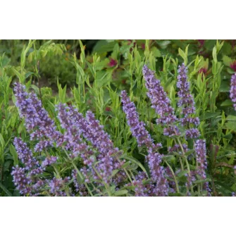 Macskamenta (Nepeta)