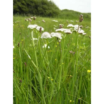 Borgyökér (Oenanthe)