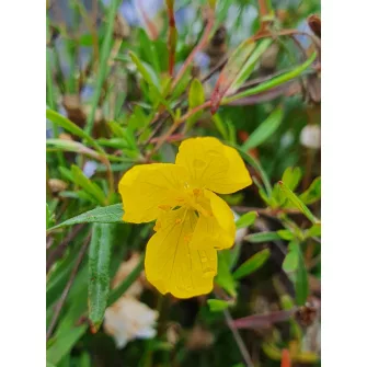 Ligetszépe (Oenothera)