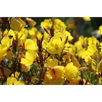 Ligetszépe (Oenothera)