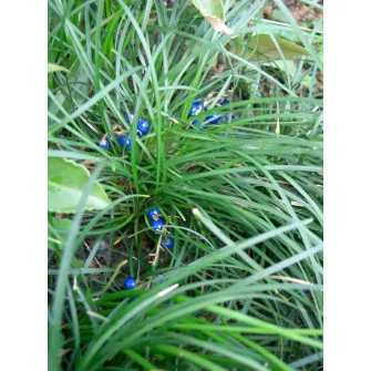 Kígyószakáll (Ophiopogon)