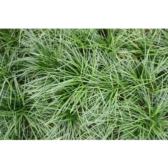 Kígyószakáll (Ophiopogon)