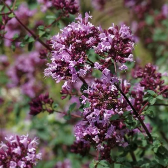 Szurokfű (Origanum)