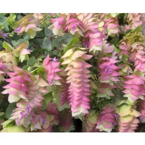 Origanum rotundifolium Kent Beauty - Oregánó