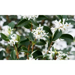 Osmanthus burkwoodii - Illatcserje