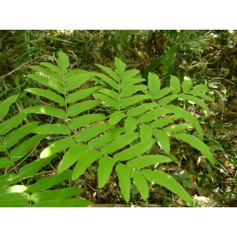 Királypáfrány (Osmunda)