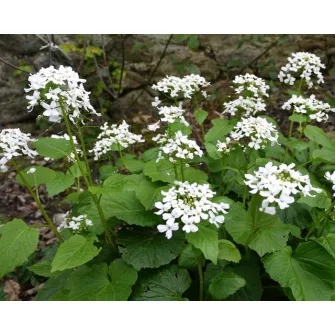 Pachyphragma