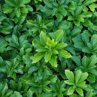 Japán kövérke (Pachysandra)