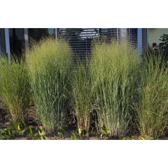Vesszős köles (Panicum)