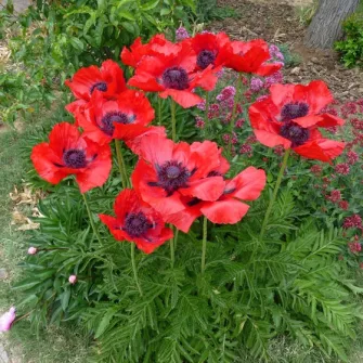 Díszmák (Papaver)