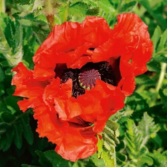 Díszmák (Papaver)