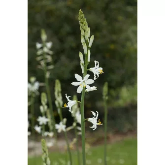 Tölcsérliliom (Paradisea)