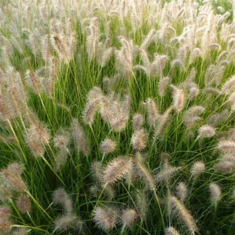 Tollborzfű (Pennisetum)