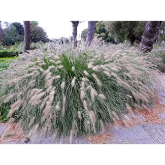 Tollborzfű (Pennisetum)