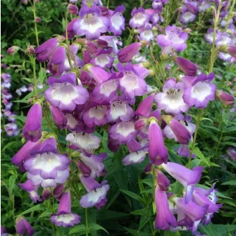 Bugatölcsér (Penstemon)