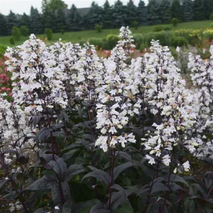 Penstemon Onyx and Pearls - Bugatölcsér