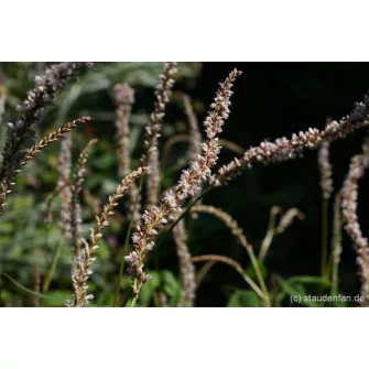 Keserűfű (Persicaria)