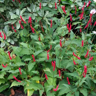 Keserűfű (Persicaria)