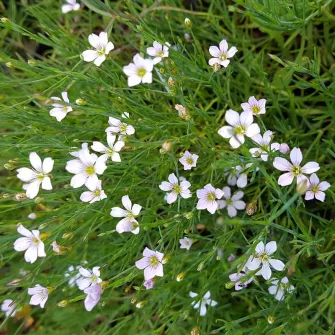 Aszúszegfű (Petrorhagia)