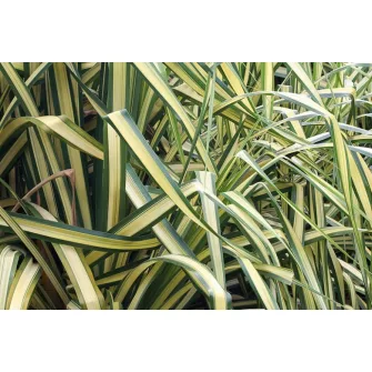Pántlikafű (Phalaris)