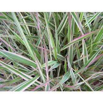 Pántlikafű (Phalaris)