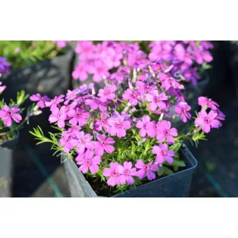 Lángvirág (Phlox)