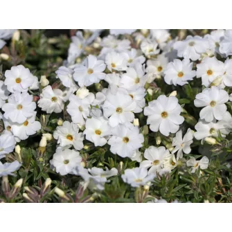 Lángvirág (Phlox)