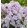 Phlox paniculata Franz Schubert - Bugás lángvirág
