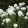 Phlox paniculata Fujiyama - Bugás lángvirág
