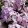 Phlox paniculata Helena - Bugás lángvirág