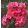 Phlox paniculata Windsor - Bugás lángvirág