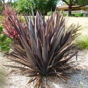 Phormium tenax Purpureum - Új-zélandi kender
