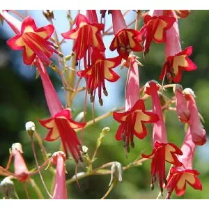 Phygelius rectus African Queen - Folyóharang