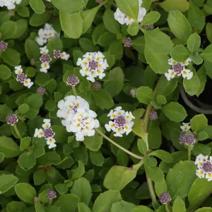 Phyla nodiflora Summer Pearls - Texasi békagyümölcs